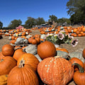 Exploring the Arts and Music Fair in Hays County, TX